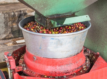 Coffee pulping
