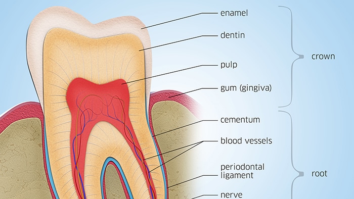 Teeth structure